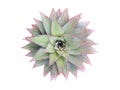 PineappleÃÂ (Ananas comosus) crown isolated on white background, selective focus